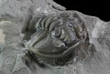 Wide, Enrolled Flexicalymene Trilobite In Shale - Ohio #68596-2